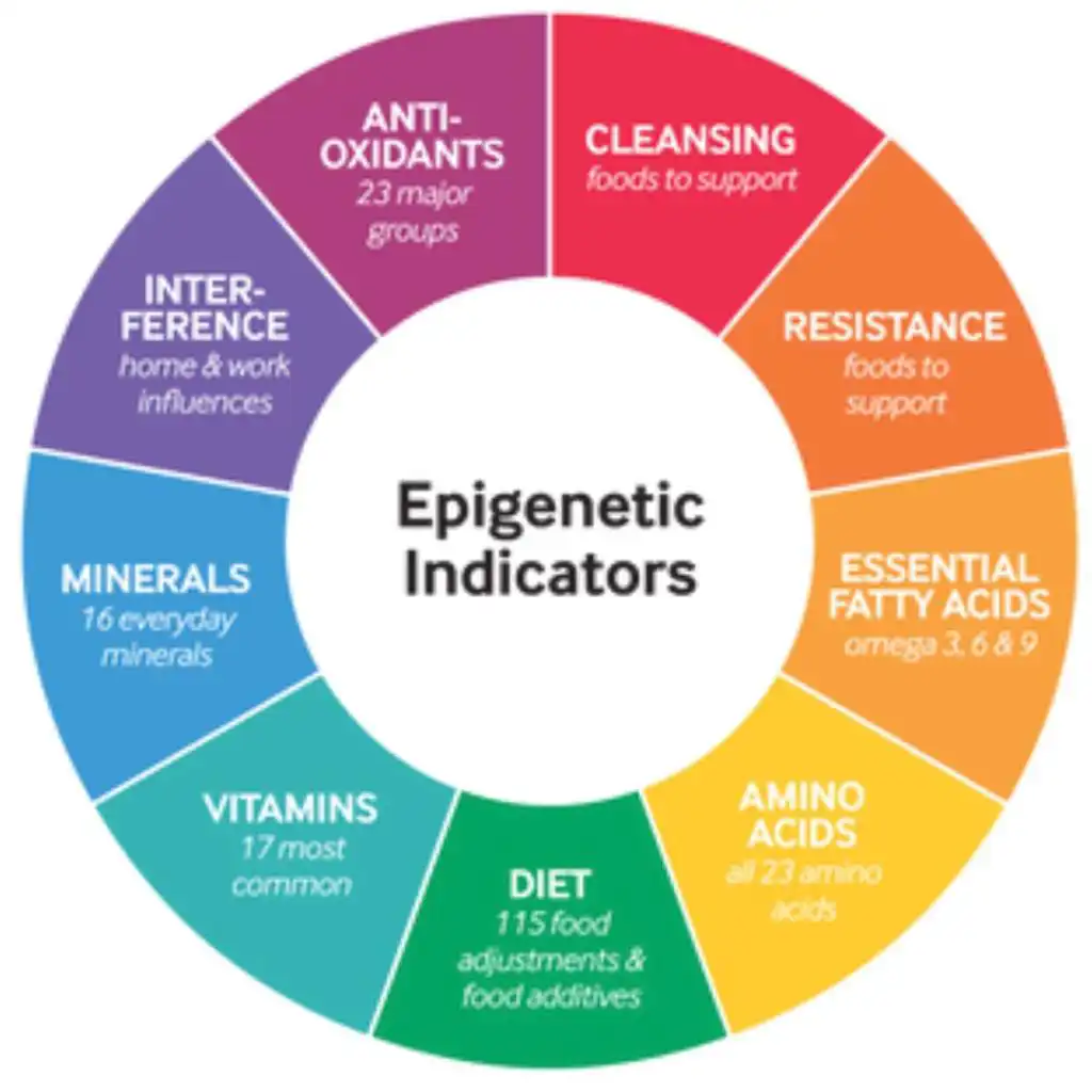 Image of a list of epigenetic factors including: Cleansing, resistance, esssential fatty acids, amino acids, diet, vitaminss, minerals, interference, and anti-oxidants
