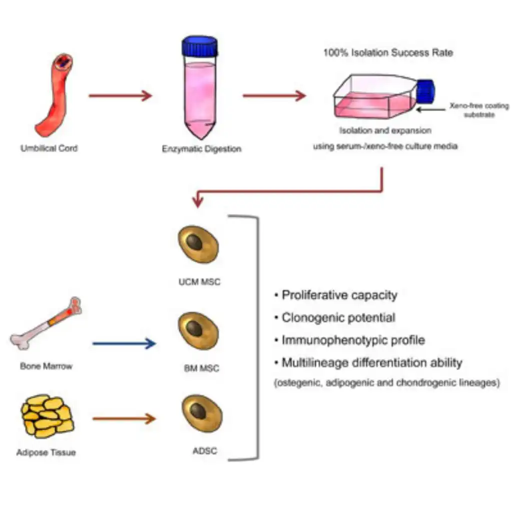 Image showing the cycle of obtaining stem cells